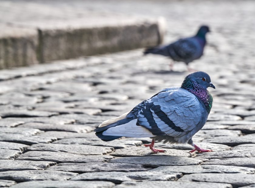 Front,View,Of,The,Face,Of,Rock,Pigeon,Face,To