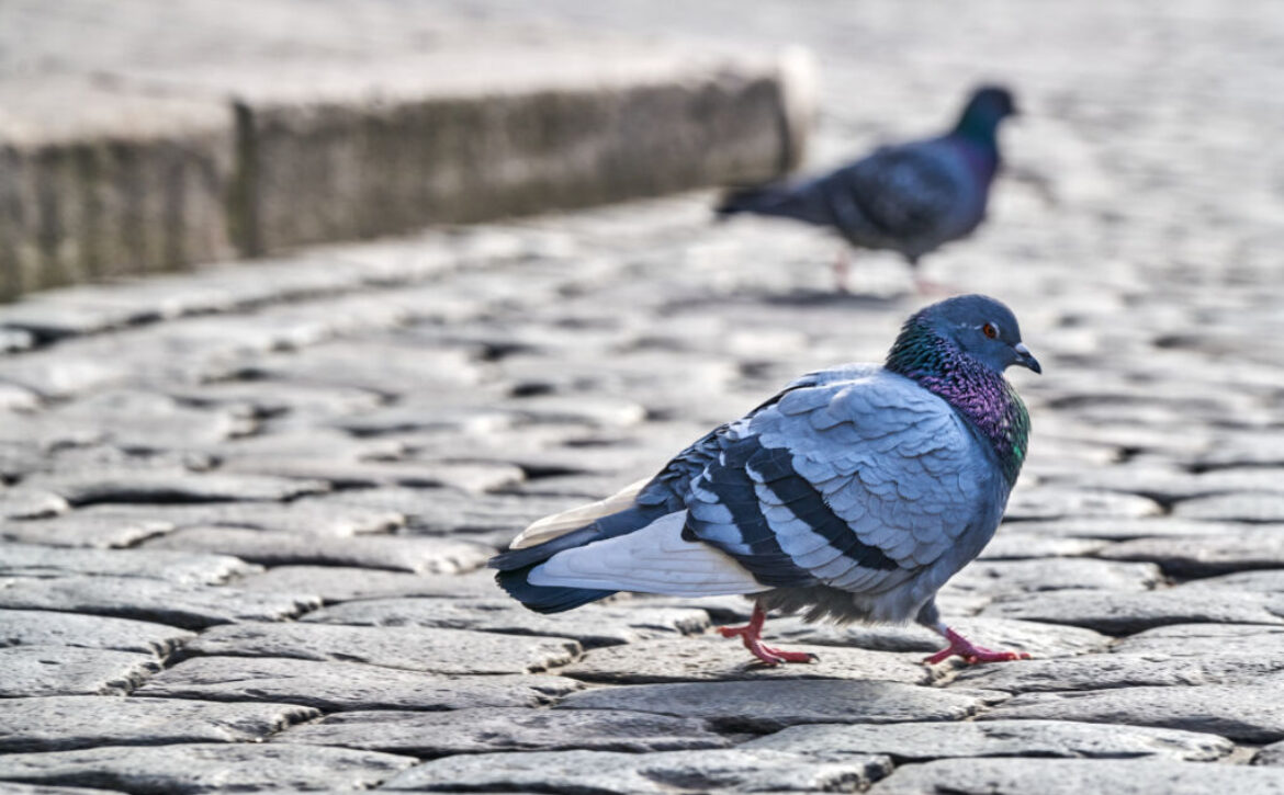 Front,View,Of,The,Face,Of,Rock,Pigeon,Face,To