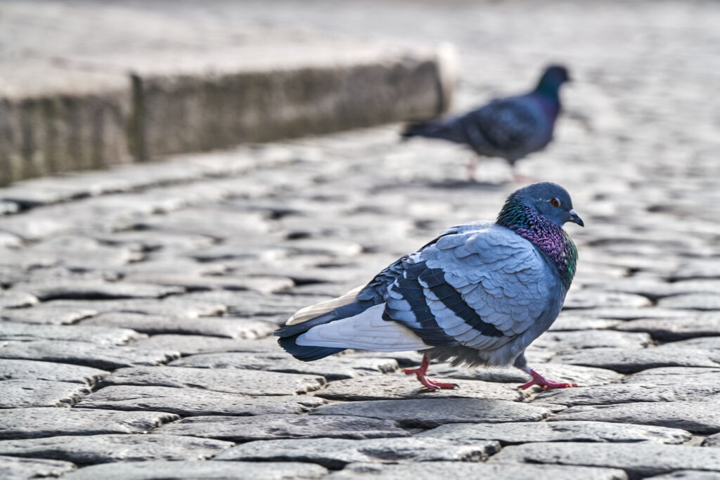 Front,View,Of,The,Face,Of,Rock,Pigeon,Face,To